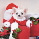Lovely Puppy